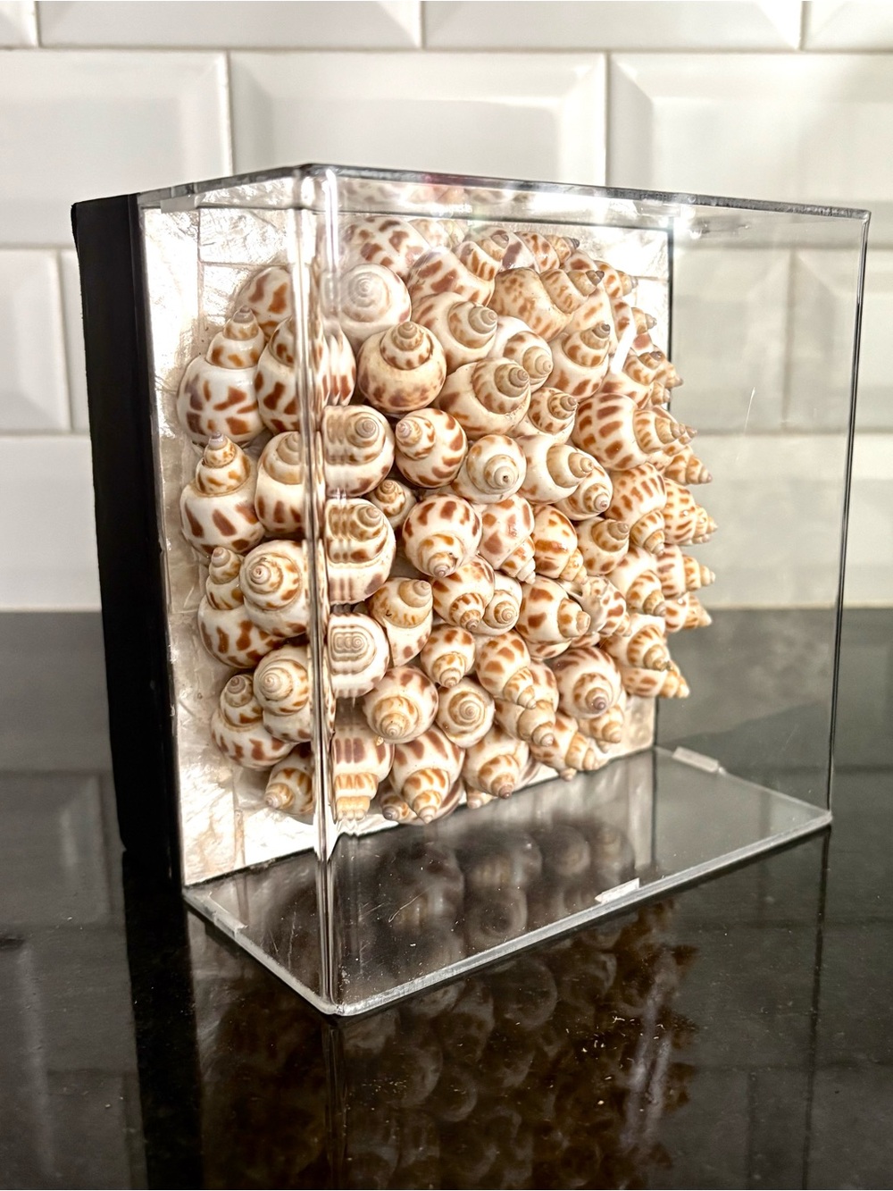 Seashell Cluster Art in Acrylic Display Box ready to hang or for shelves